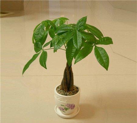 家里的发财树