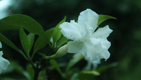 栀子花合理施肥 栀子花合理施肥