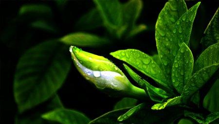 栀子花叶子发黄处理方法 栀子花叶子发黄处理方法