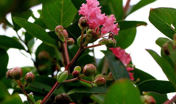 紫薇花叶子变黄的原因及防治