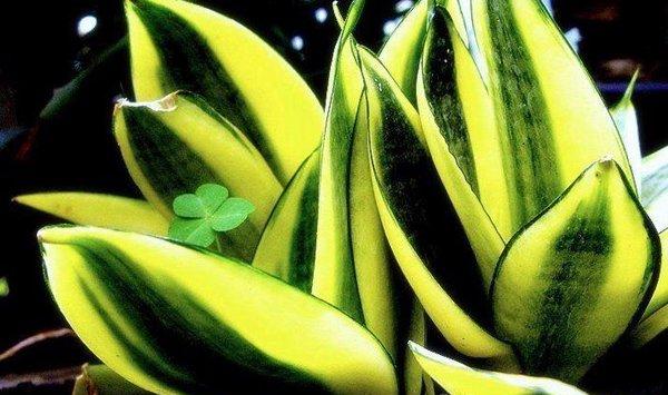 虎皮兰叶子发黄、变软怎么办