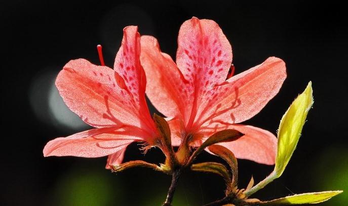杜鹃花叶子发黄的原因:蔽荫过度 杜鹃花叶子发黄的原因:蔽荫过度