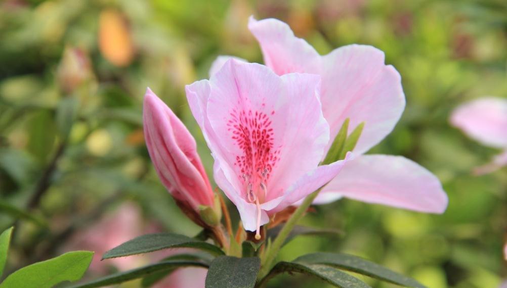 杜鹃花叶子发黄 杜鹃花叶子发黄
