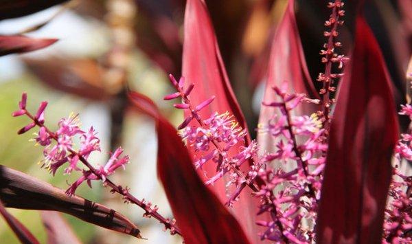 朱蕉叶子发黄怎么办