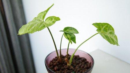 盆栽白蝴蝶苗芽