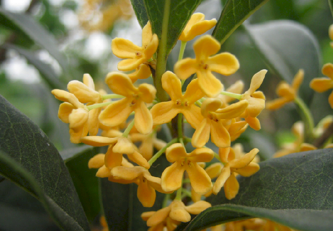 桂花 桂花