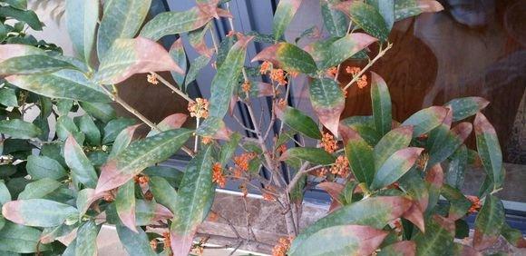 干尖桂花叶 干尖桂花叶