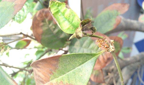 桂花叶子发黄是什么原因？