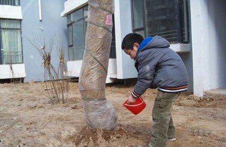 给木兰浇水