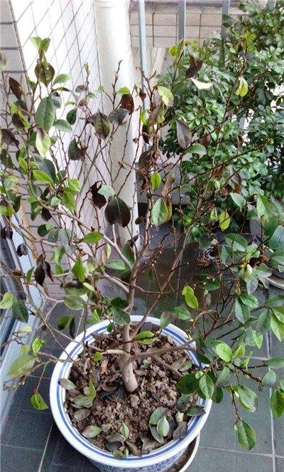 含笑掉叶子原因二:土壤通透不好 含笑掉叶子原因二:土壤通透不好