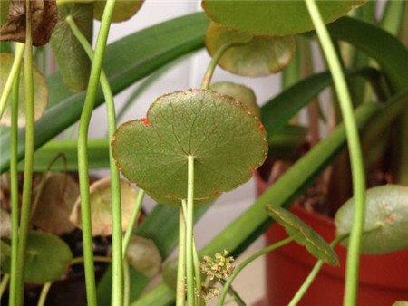 铜钱草叶子发黄原因 养分不足