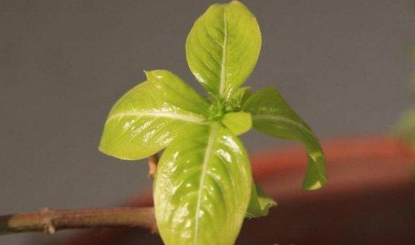 长春花（四季梅）叶子发黄怎么办