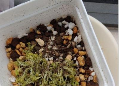 黄金万年草叶子蔫了原因：环境通风较差