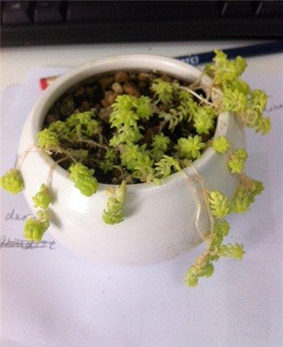 黄金万年草叶子蔫了原因：刚换盆