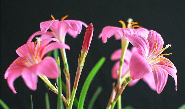 韭菜莲叶子枯黄怎么办