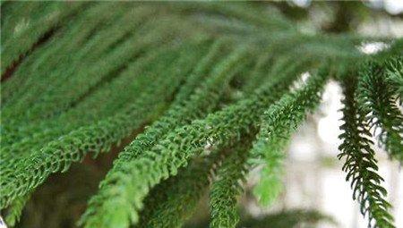 南洋杉叶片变黄怎么办