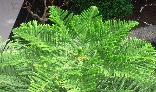 南洋杉叶子变黄怎么办