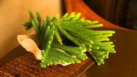 南洋杉叶子变黄的原因