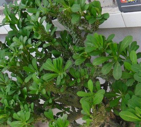 图片麒麟掌叶黄