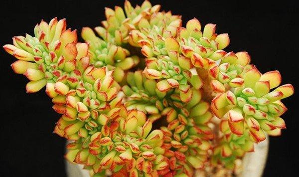 多肉植物酥皮鸭叶子发黄怎么办