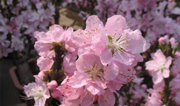 桃花叶子发黄怎么回事
