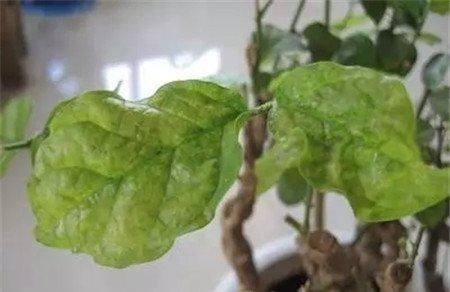 施肥量过少或不足 施肥量过少或不足