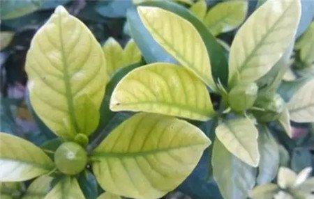 栀子花黄叶原因 栀子花黄叶原因