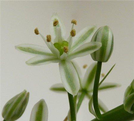 虎眼万年青图片