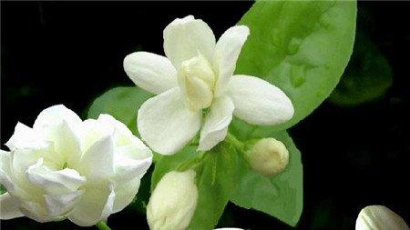 茉莉花叶片干青的现象 茉莉花叶片干青的现象