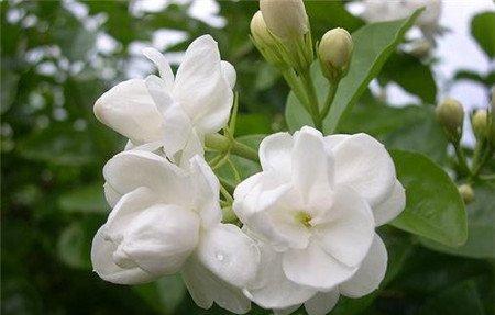 茉莉花叶片干青的原因 茉莉花叶片干青的原因