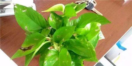 叶斑病 叶斑病