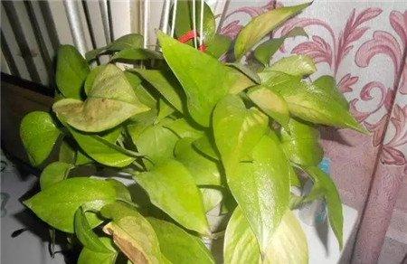 弄伤叶片&病菌感染