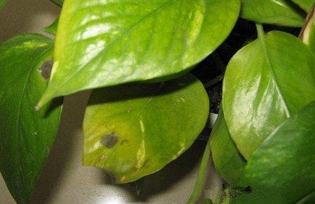 缺少光照 缺少光照