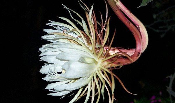 昙花叶子焦枯、干瘪怎么办