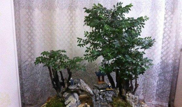 小叶紫檀盆景掉叶子要怎么办