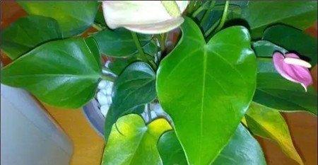 正常的新陈代谢