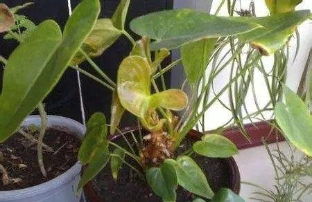 光照不足导致发黄