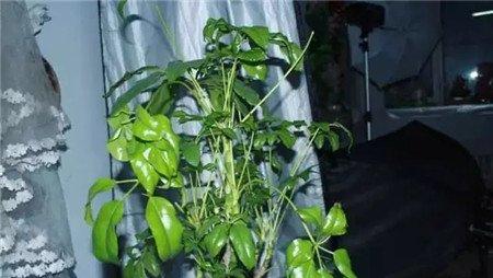 太荫蔽 太荫蔽