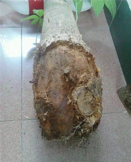 烂根
