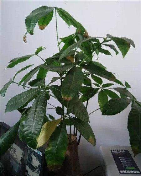 换土伤根 换土伤根