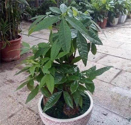 重新栽植 重新栽植