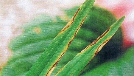 萱草炭疽病