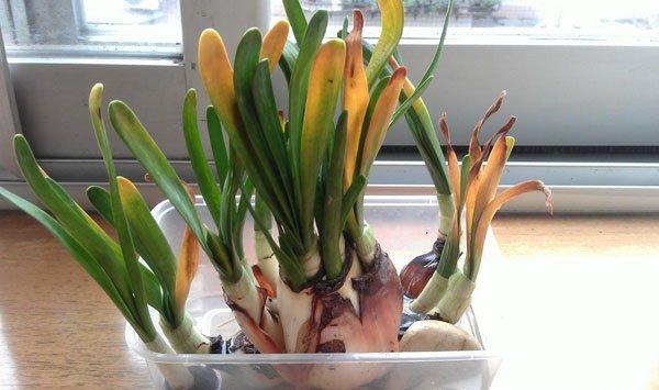 水仙花枯萎了怎样救活