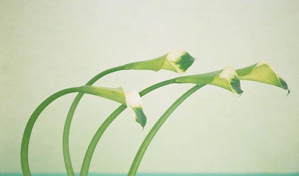 马蹄莲植株疲软是怎么回事