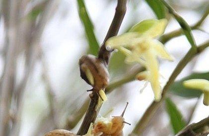 石斛兰被蜗牛啃食