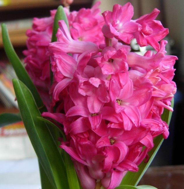 风信子花叶病发病规律
