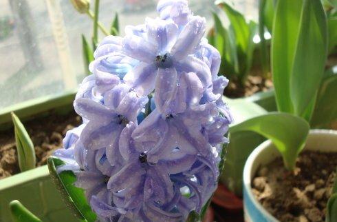 风信子花叶病