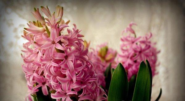 风信子花叶病防治办法