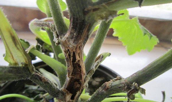 雏菊的病害防治