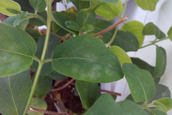 金银花白粉病